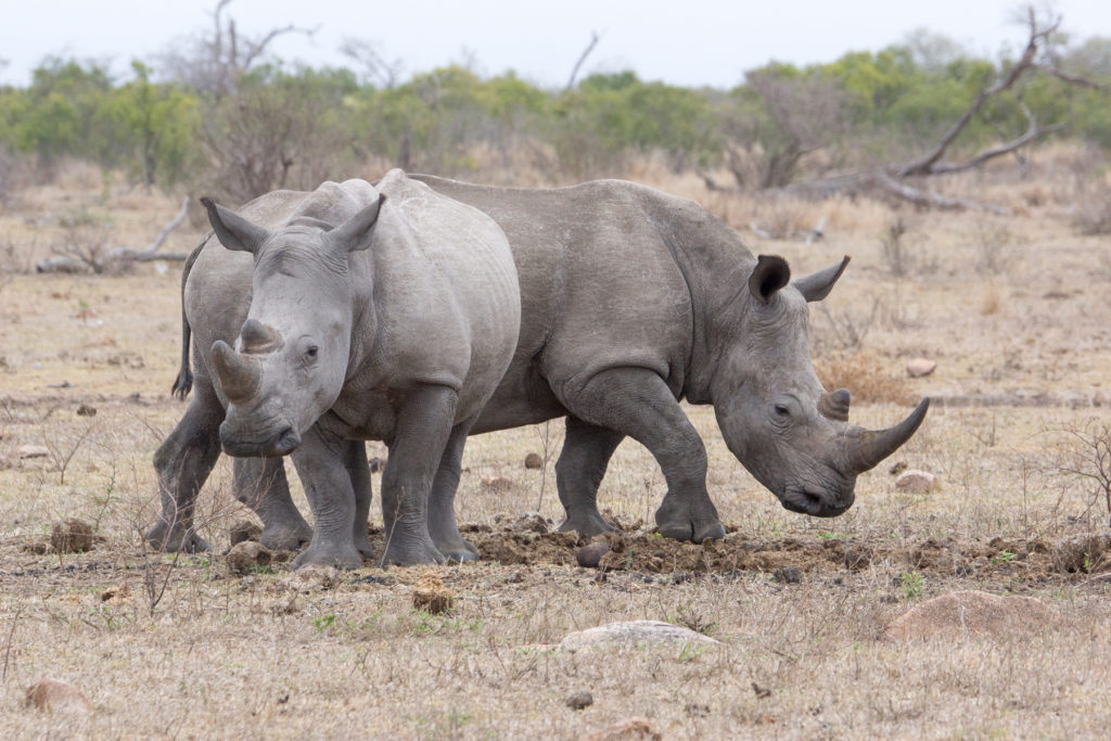 2whiteRhinos