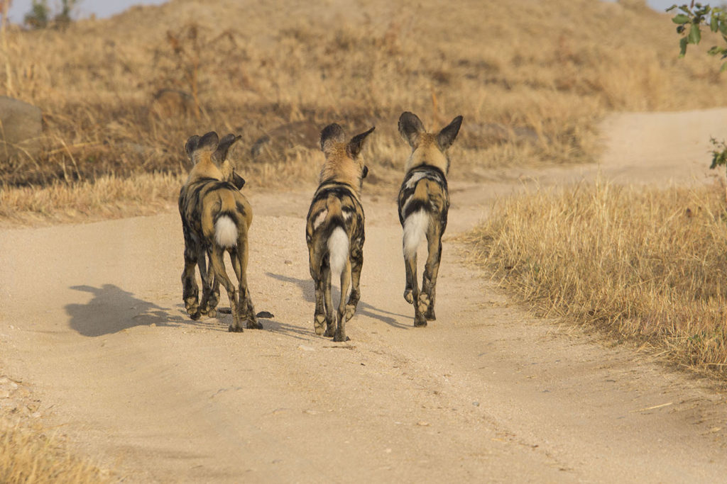 African Wild Dogsws