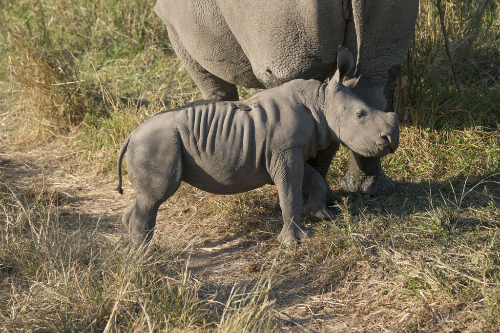 BabyRhinows