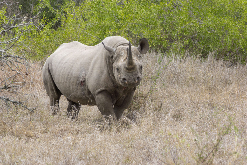 BlackRhinoHdonws