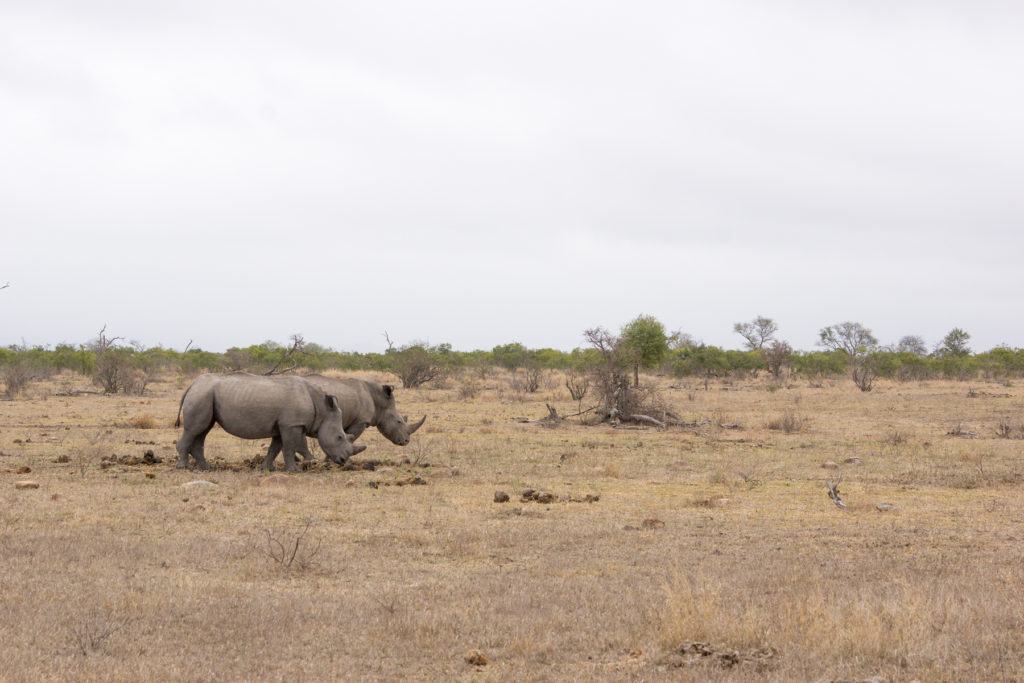 RhinoLandscape