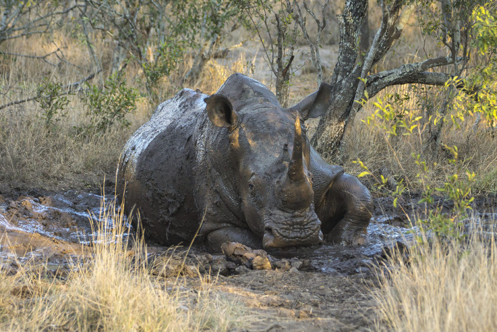 RhinoMudws