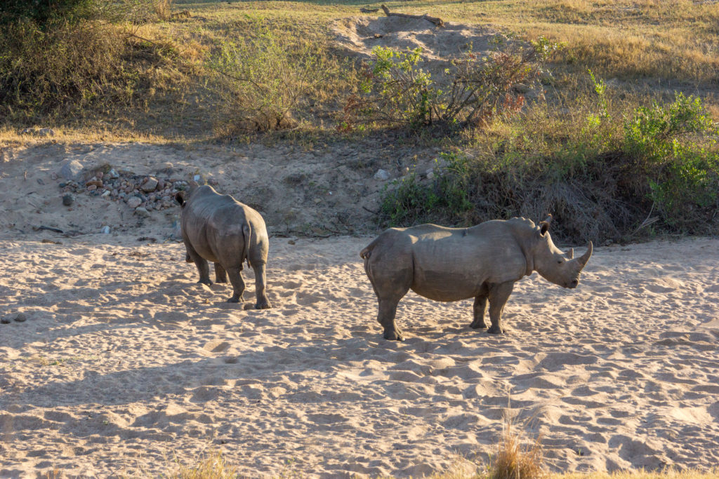 White RhinoRB