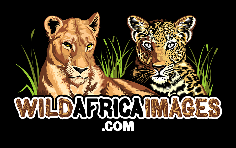 Africa Wildlife